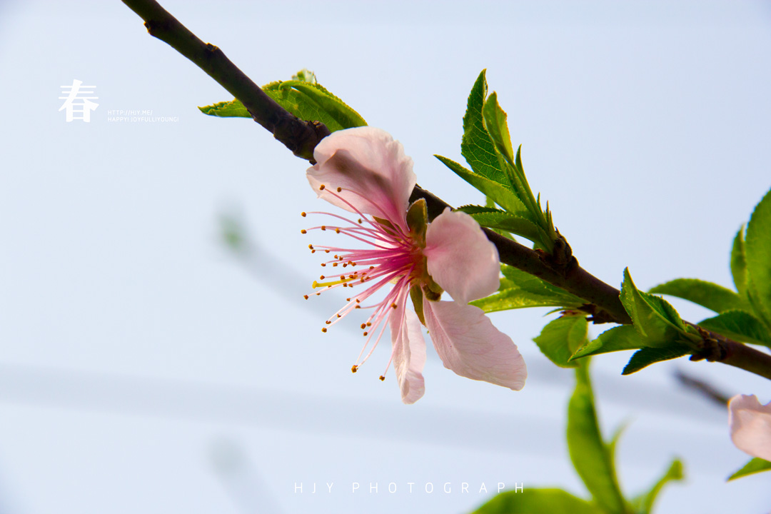 IMG_4229