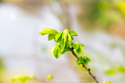 春